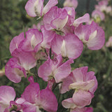 Luktärt ´Mammoth Rose Pink´