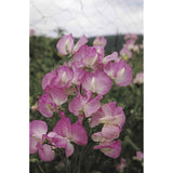 Luktärt ´Mammoth Rose Pink´