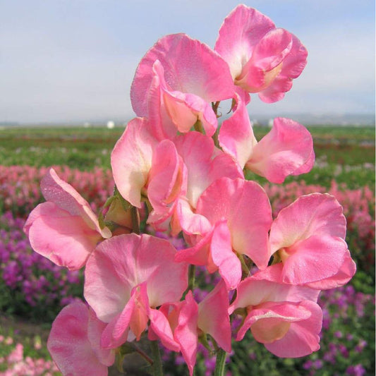 Luktärt ´Mammoth Salmon Cream´