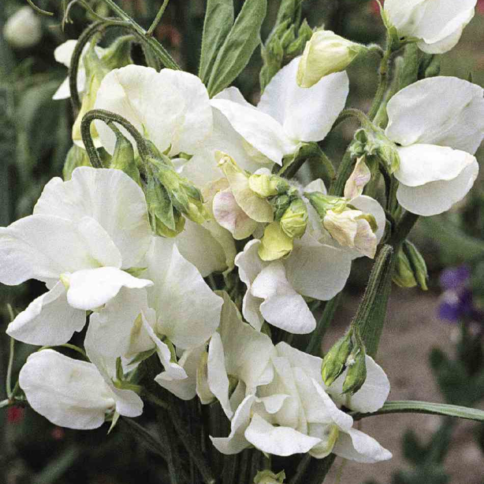 Luktärt ´Mammoth White´