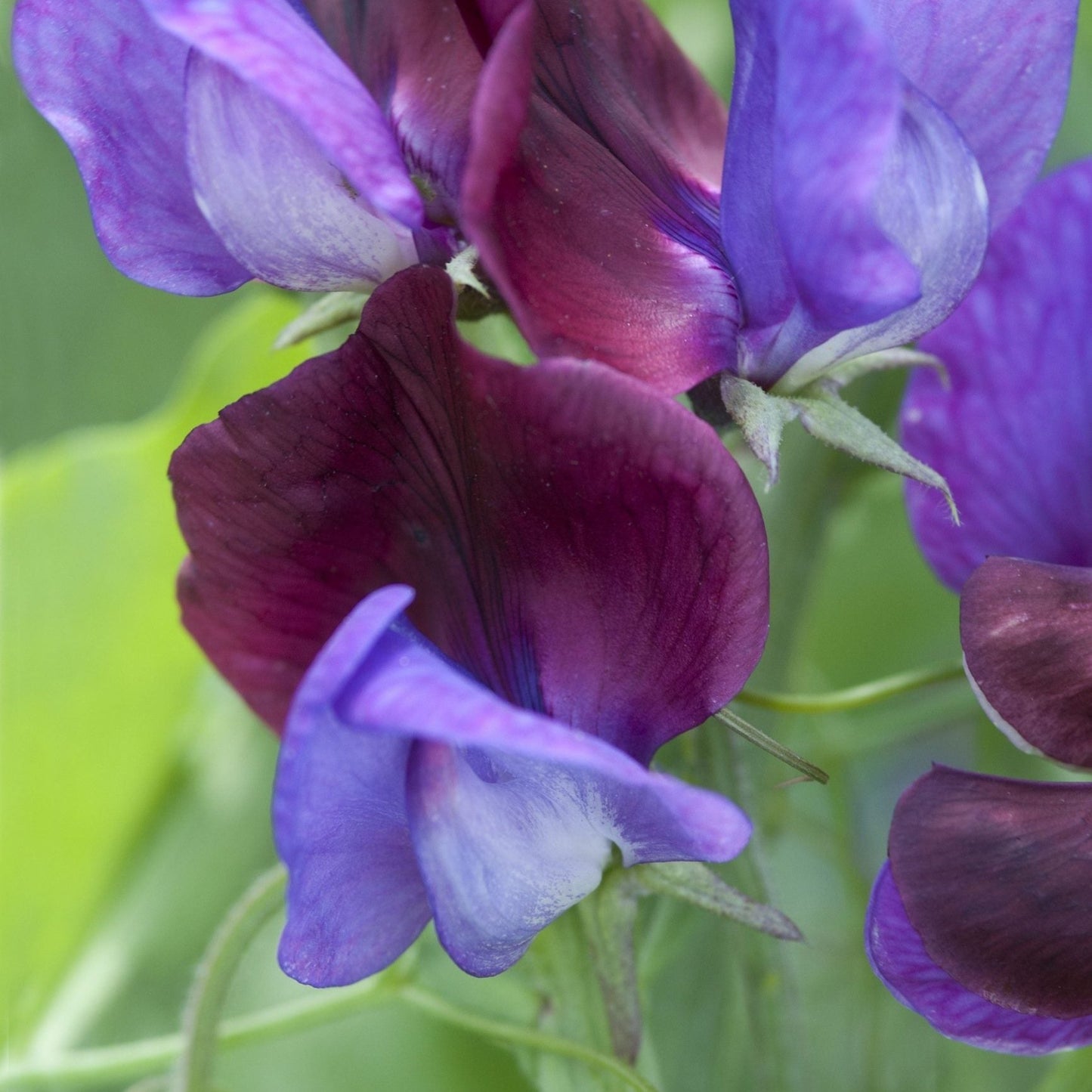 Luktärt ´Matucana´