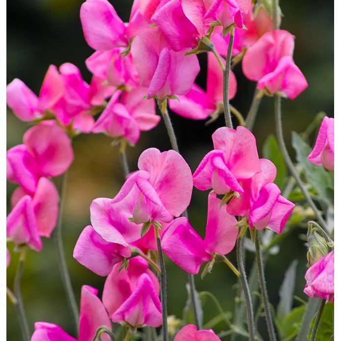 Luktärt ´Miss Willmott´