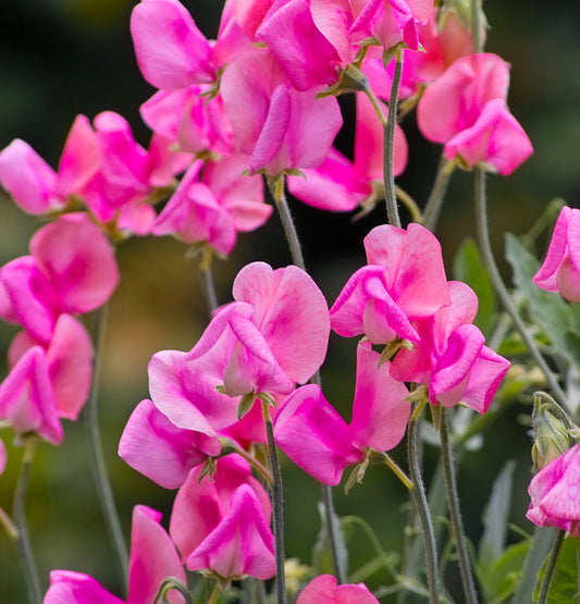 Luktärt ´Miss Willmott´