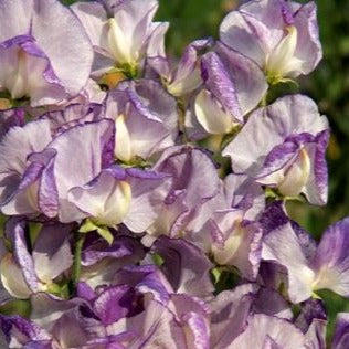 Luktärt ´Spencer Nimbus´