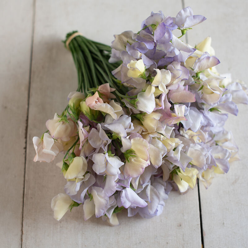 Luktärt ´Spencer Old Times´