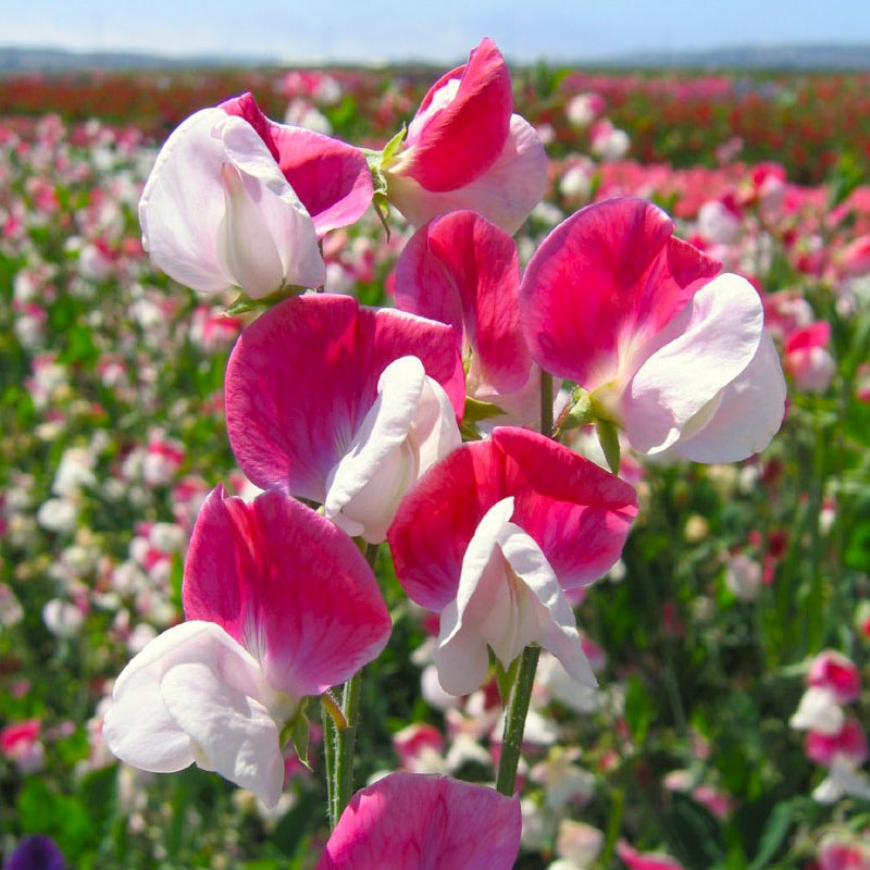 Luktärt ´Painted Lady´