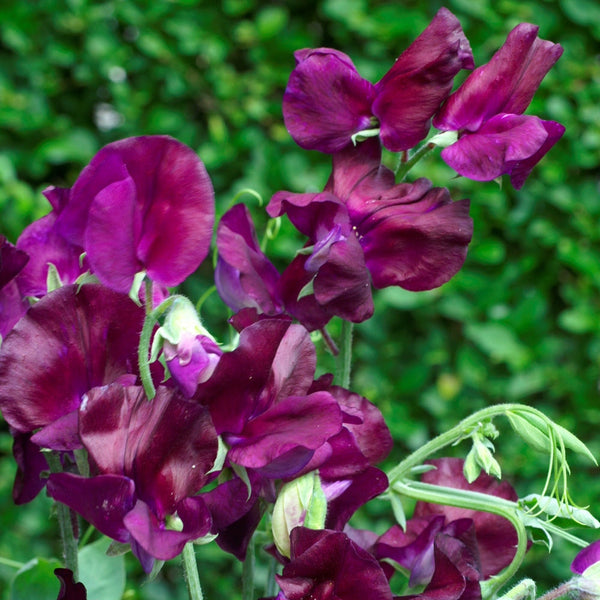 Luktärt ´Royal Maroon´