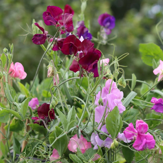 Luktärt ´Royal Mix´