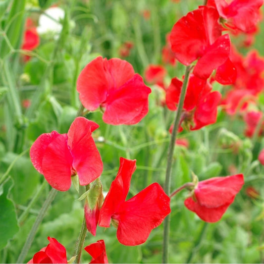 Luktärt ´Royal Scarlet´