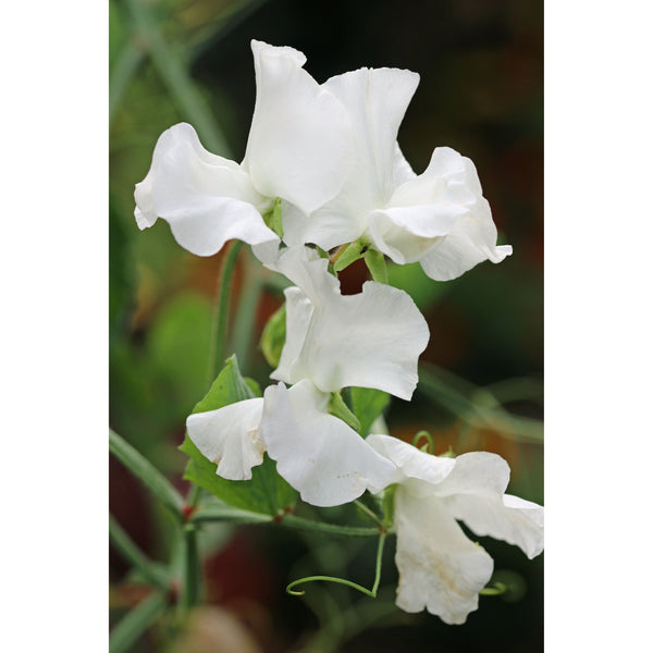 Luktärt ´Royal White´