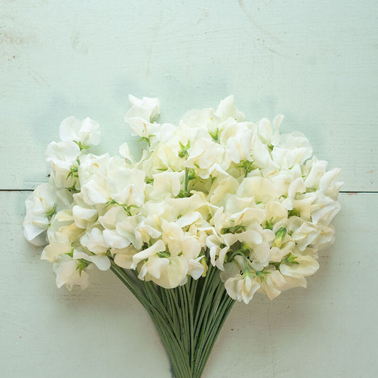 Luktärt ´Spencer Ice Cream´