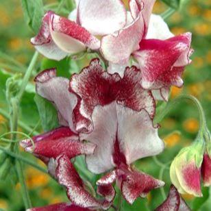 Luktärt ´Spencer Mars´