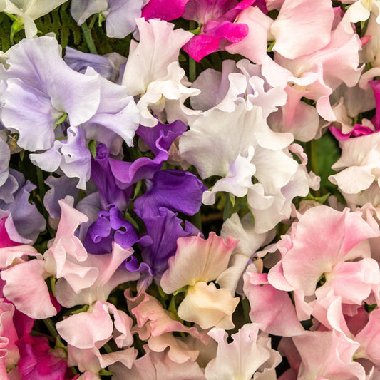 Luktärt ´Spencer Mix´