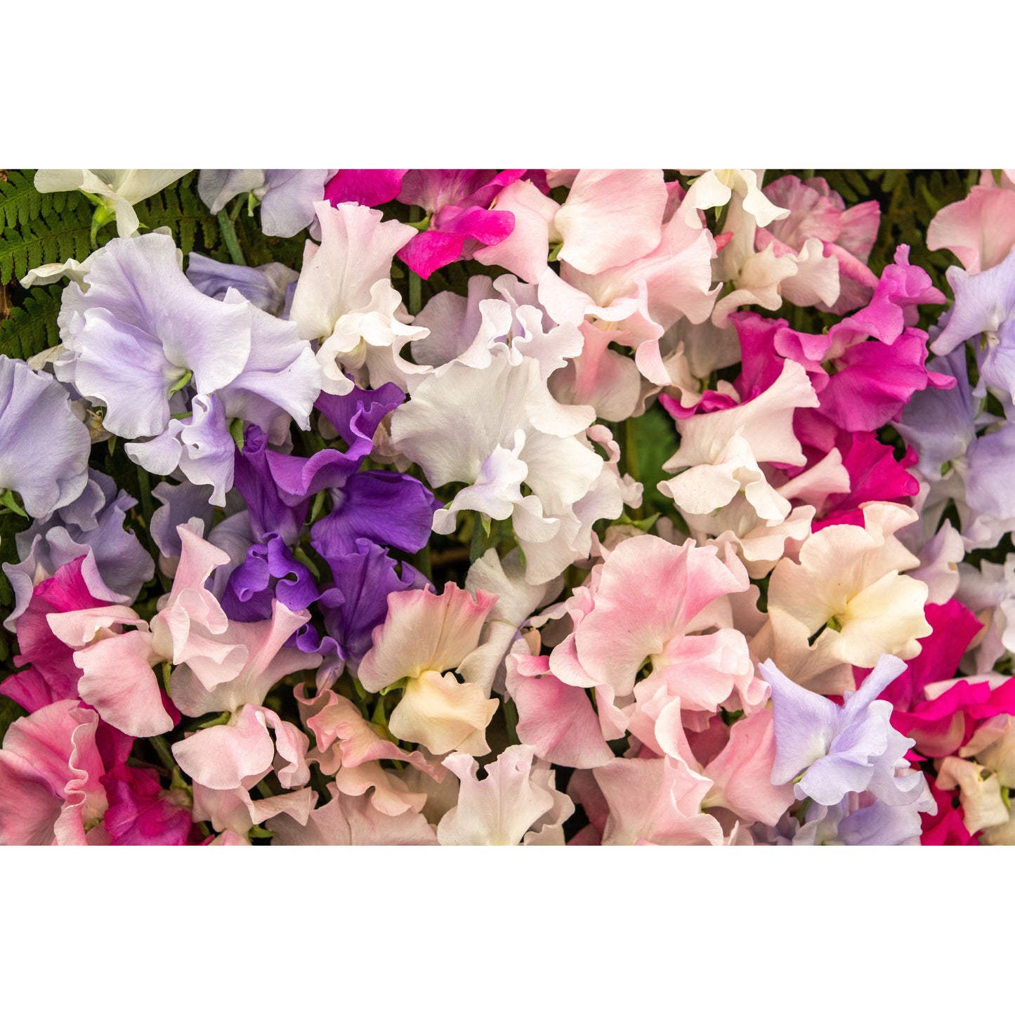 Luktärt ´Spencer Mix´