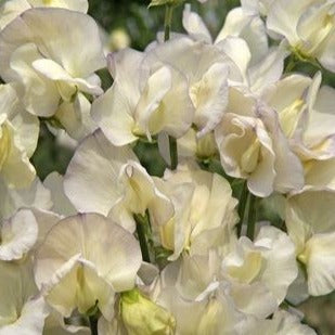 Luktärt ´Spencer Old Times´