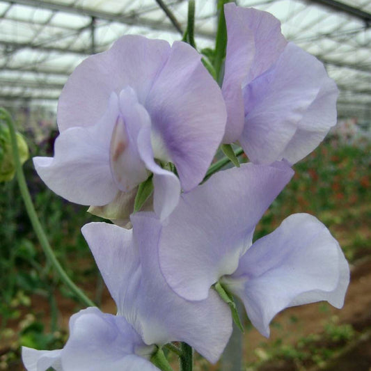 Luktärt ´Spring Sunshine Light Blue´