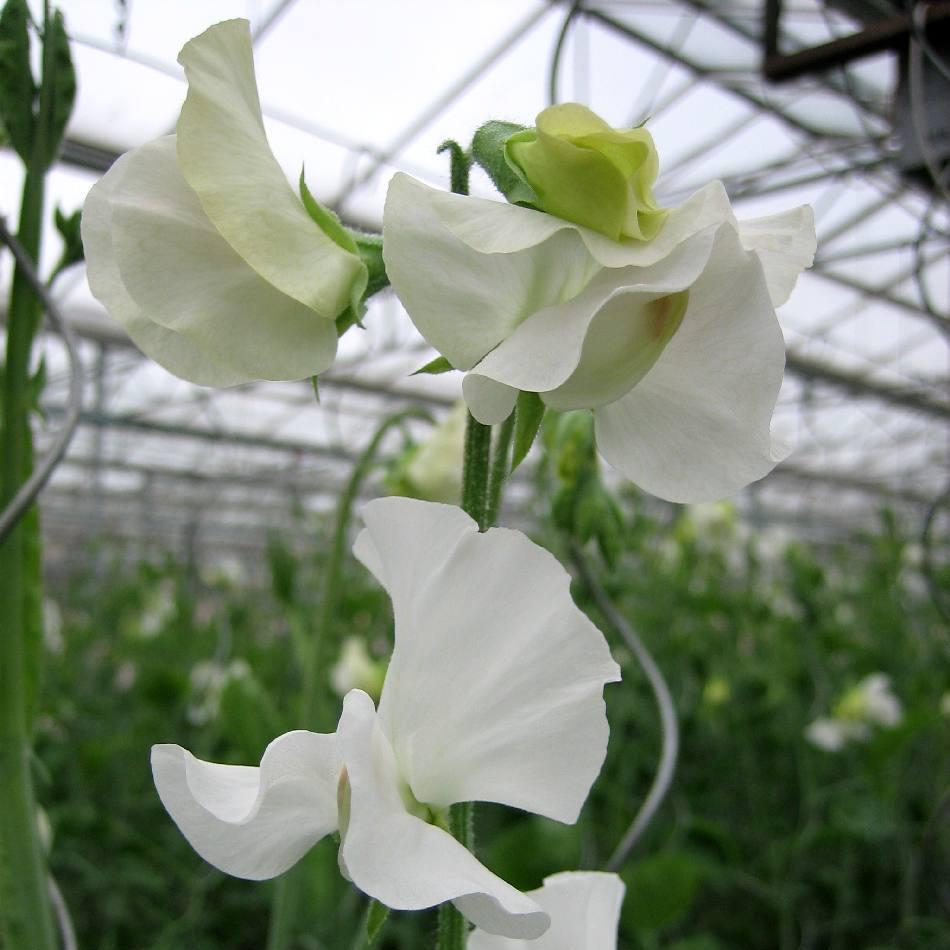 Luktärt ´Spring Sunshine White´