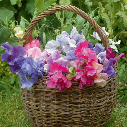 Luktärt ´Sweet Dreams´