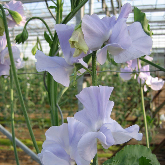 Luktärt ´Winter Sunshine Light Blue´