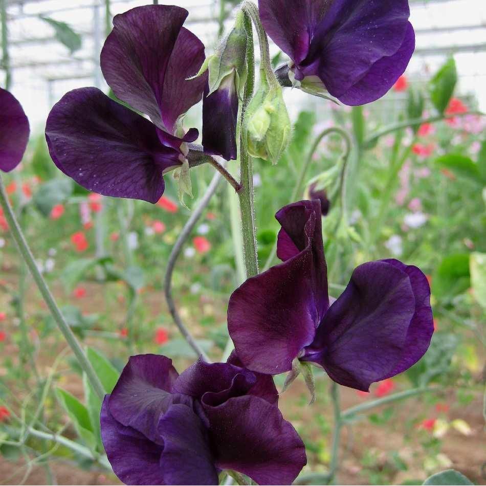 Luktärt ´Winter Sunshine Navy´