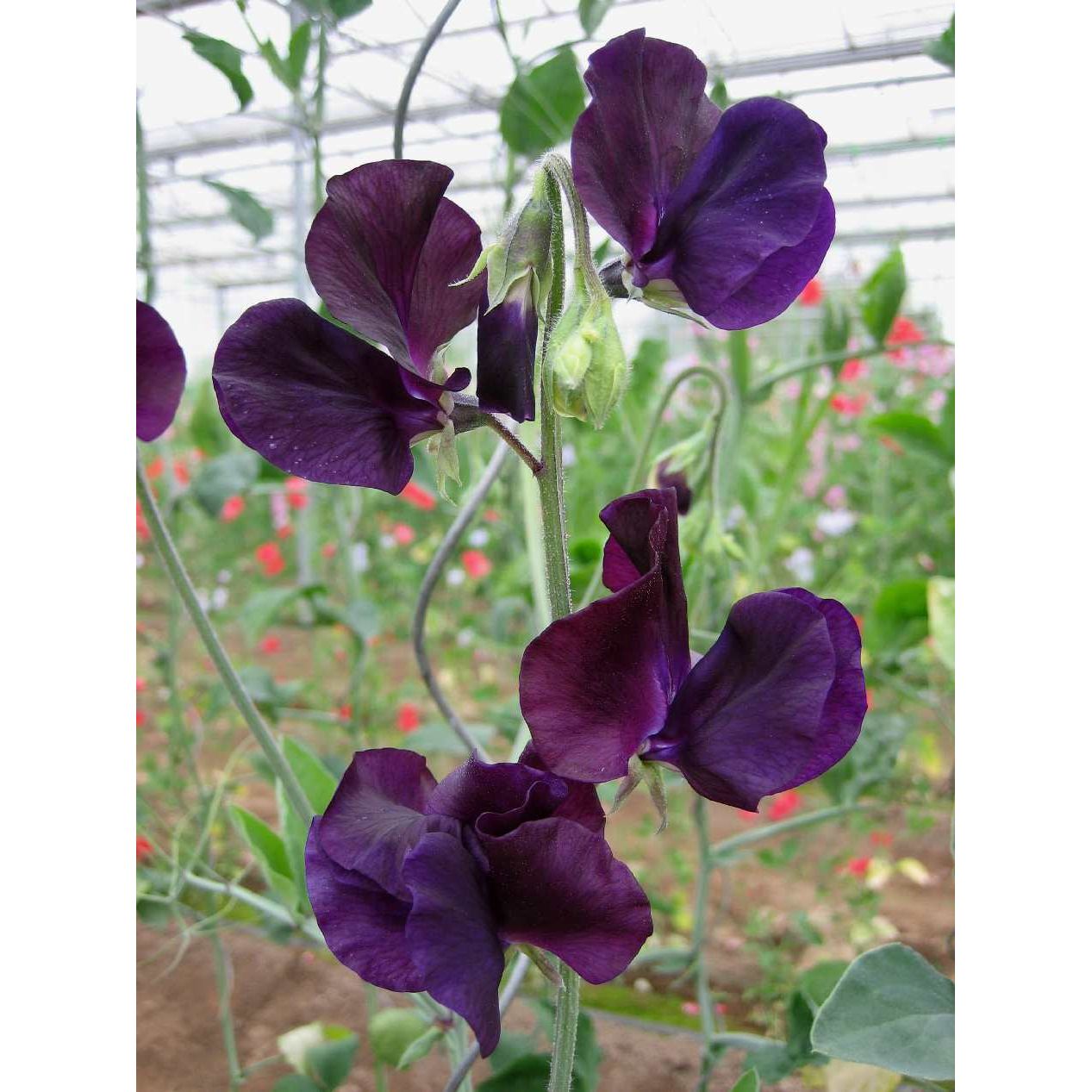 Luktärt ´Winter Sunshine Navy´