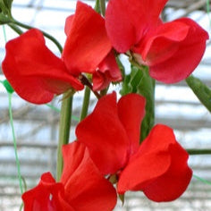 Luktärt ´Winter Sunshine Scarlet´