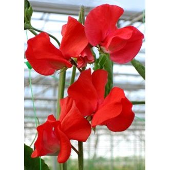 Luktärt ´Winter Sunshine Scarlet´