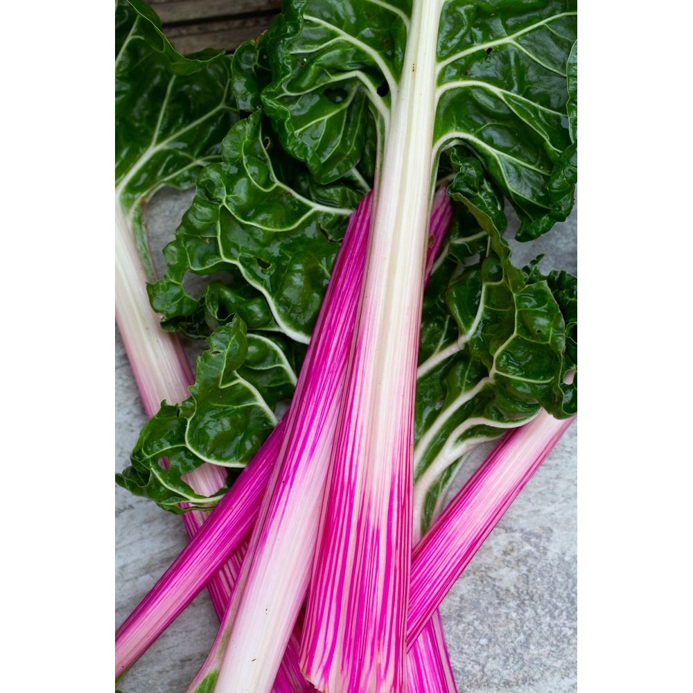 Mangold ´Peppermint´