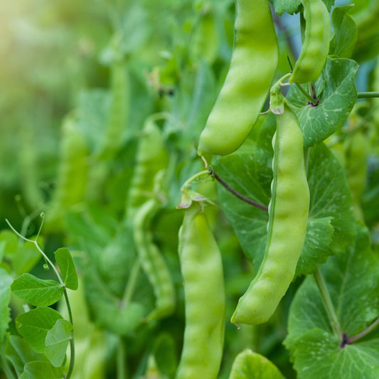 Märgärt ´Karina´