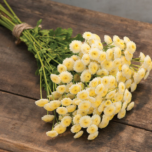 Trädgårdsmattram ´Magic Lime Green´