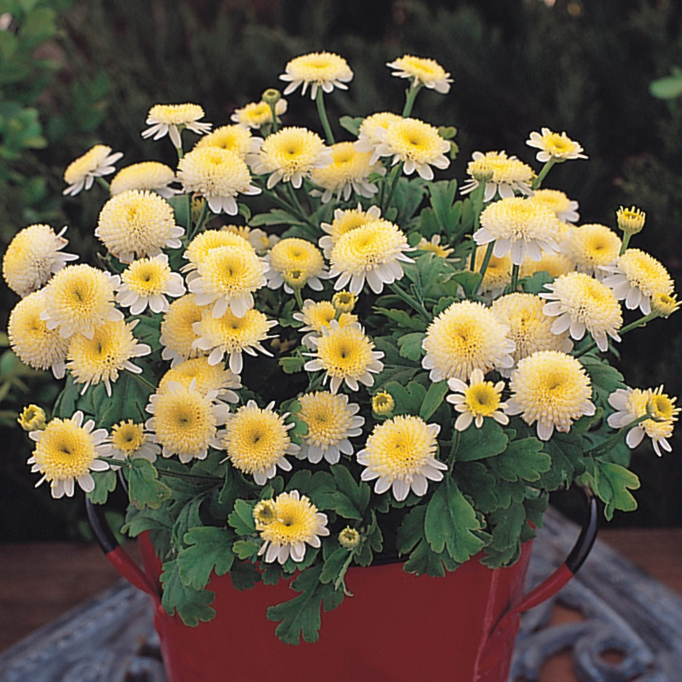 Mattram ´Santana Yellow´