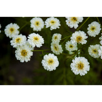 Mattram ´Tetra White´