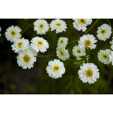 Mattram ´Tetra White´
