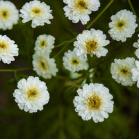 Mattram ´Tetra White´