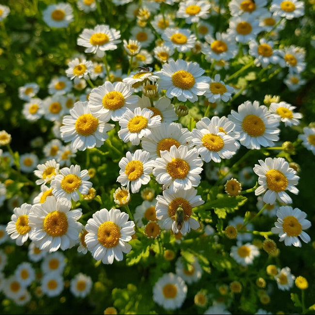 Mattram ´Tetra White´