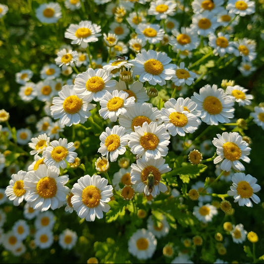 Mattram ´Tetra White´