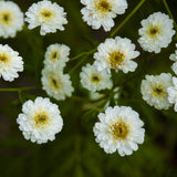 Mattram ´Tetra White´