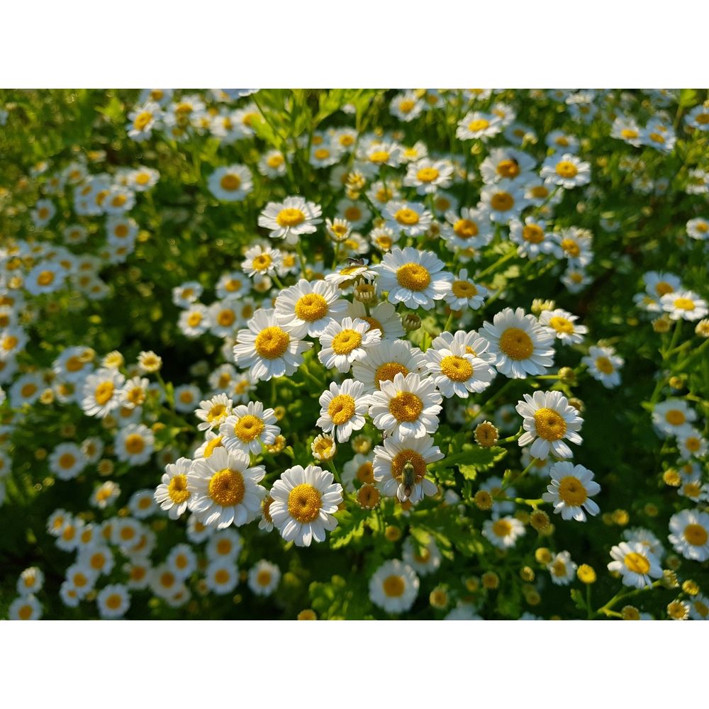 Mattram ´Tetra White´