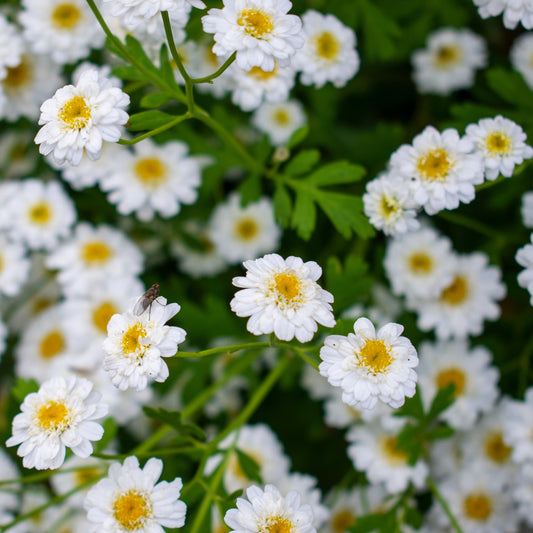 Trädgårdsmattram ´Tetra White Wonder´