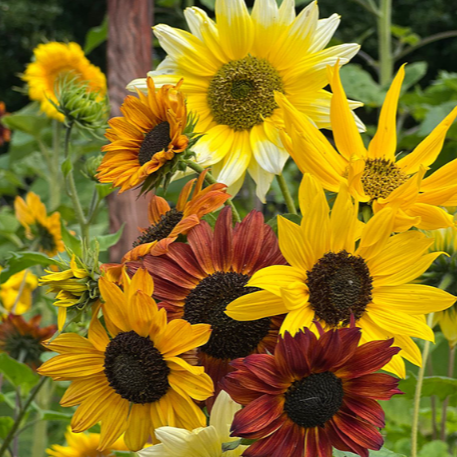 Miniatyrsolros ´Beaches Mix´