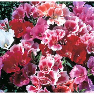 Atlasblomma ´Thoroughly Modern Millie´