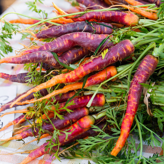 Sommarmorot ´Purple Haze´ F1