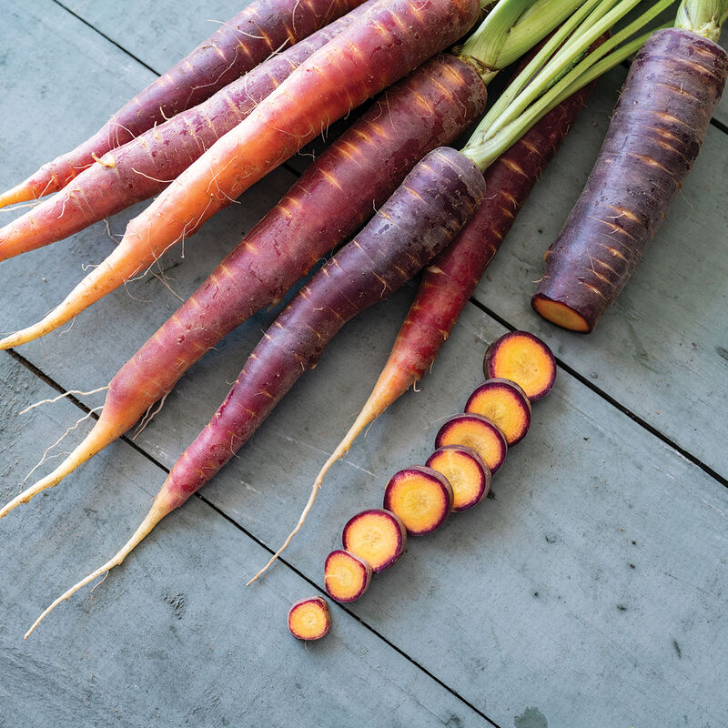 Sommarmorot ´Purple Star´ F1