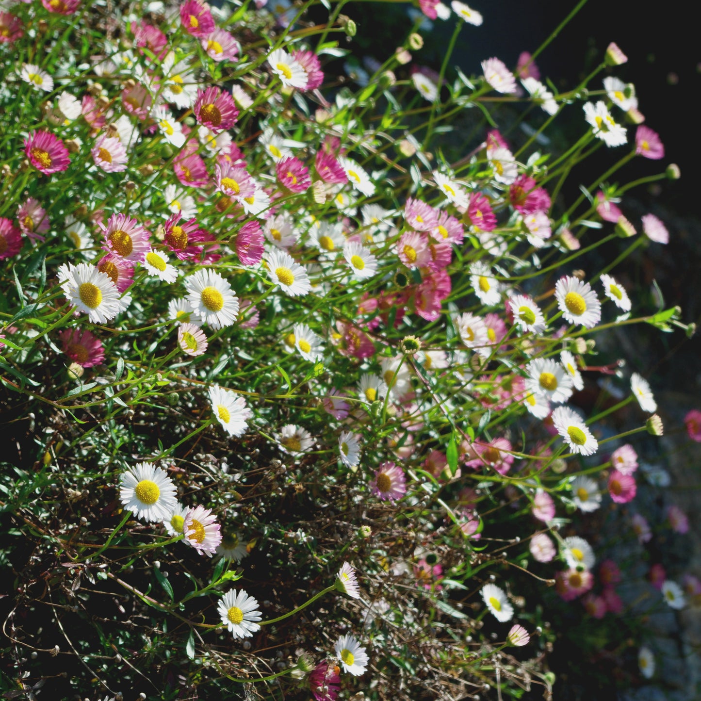 Murbinka ´Profusion´