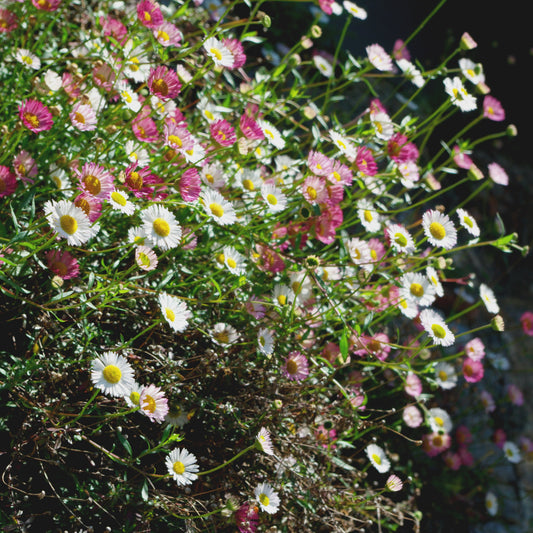 Murbinka ´Profusion´