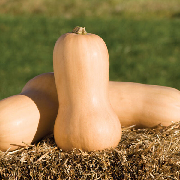 Myskpumpa ´Waltham Butternut´