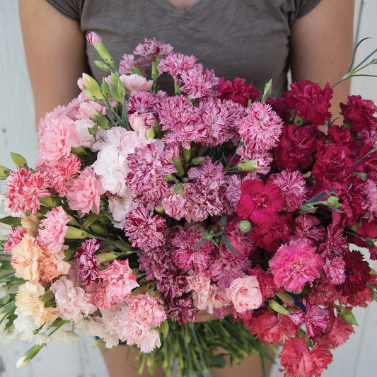 Trädgårdsnejlika ´Chabaud Picotee Double Mix´