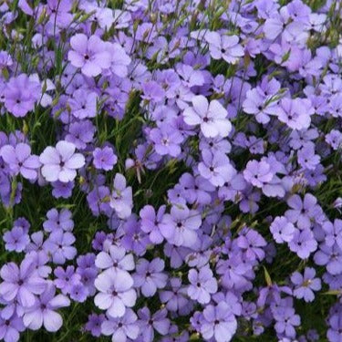 Nejlikglim ´Blue Angel´