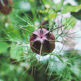 Jungfrun i det gröna ´Albion Black Pod´