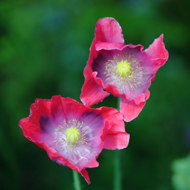 Opievallmo ´Hen and Chickens´